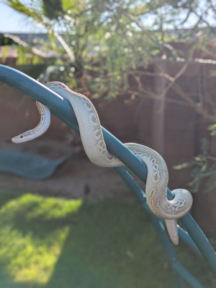 Ball python (M)