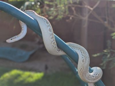 Ball python (M)