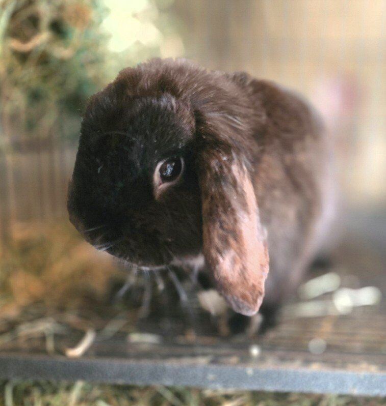 Little Boot- Black VM Mixed-Breed Male Bunny