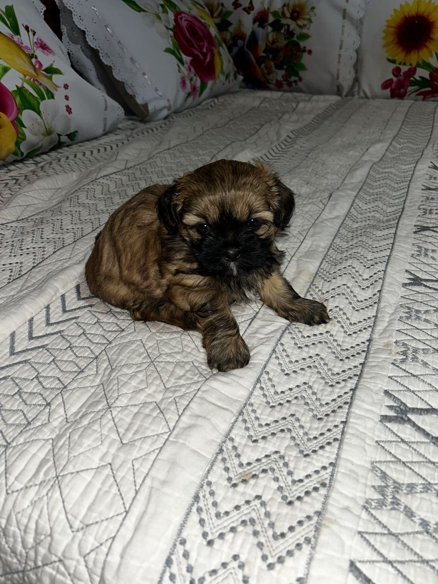 2/5 month old shih tsu