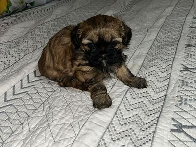 2/5 month old shih tsu
