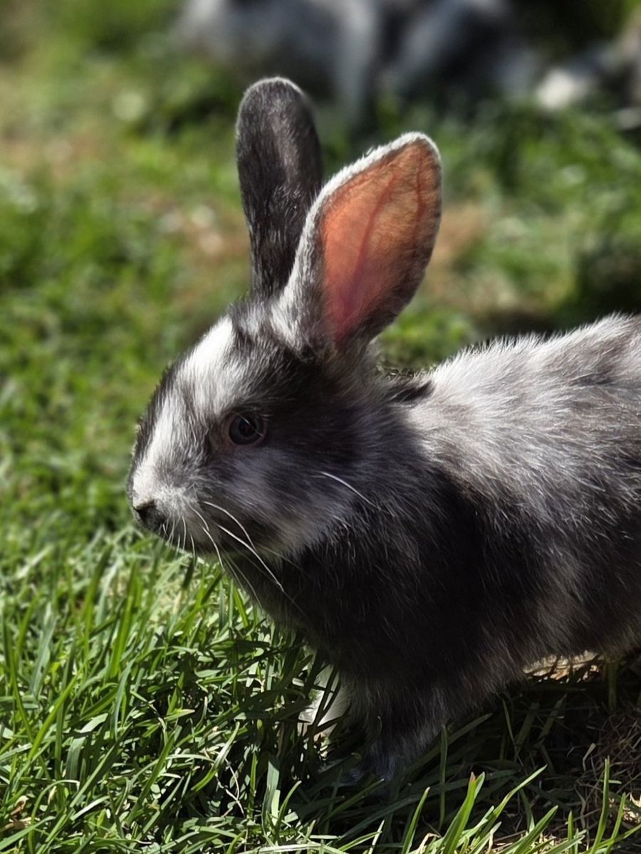 Magpie Harlequin Bunny Rabbit Breed