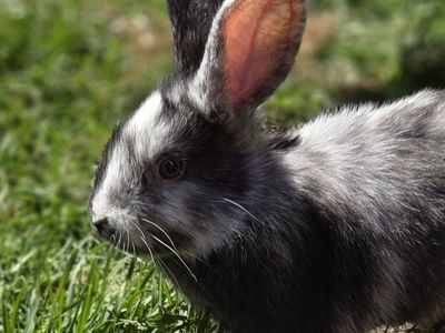 Magpie Harlequin Bunny Rabbit Breed