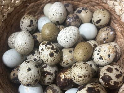 Quail Eggs!!