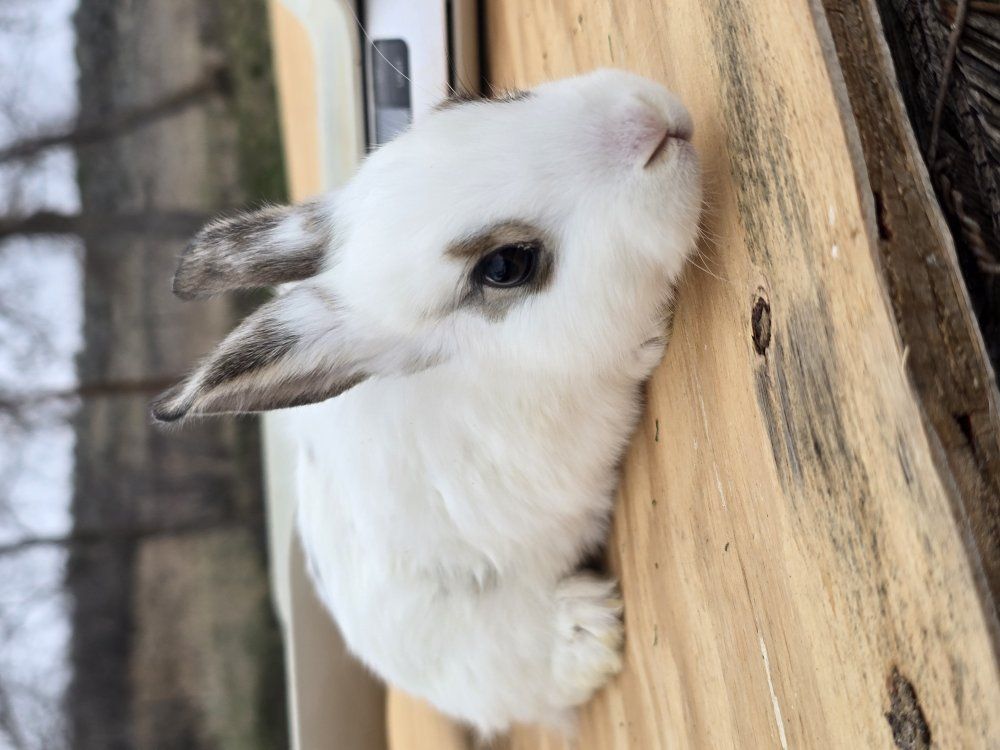 new Zealand mix rabbits