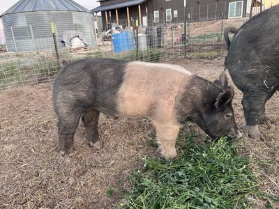Young Crossbred Boar