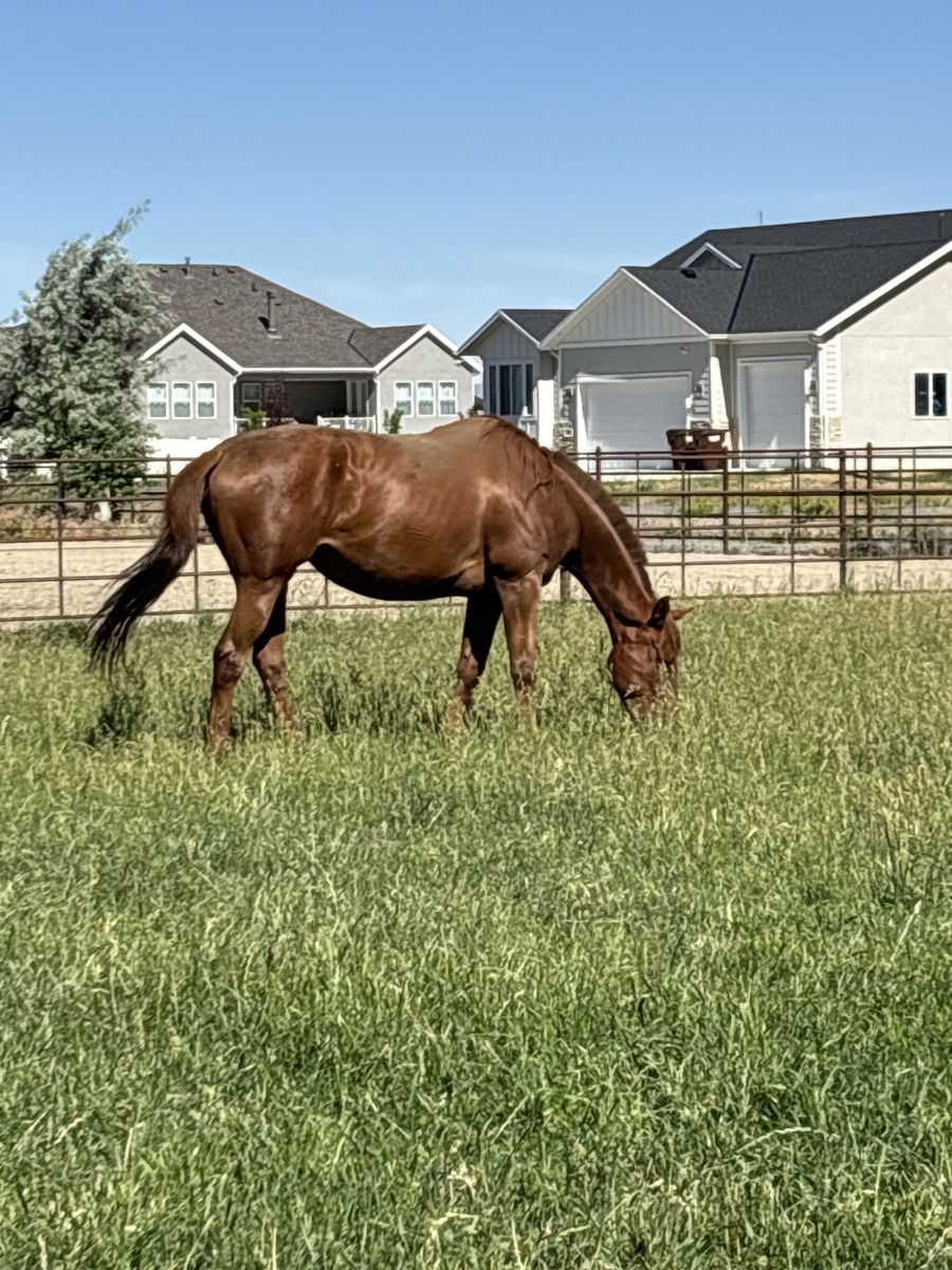 9 year old mare