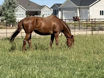 9 year old mare