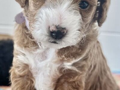 Exceptional miniature Poodle Puppies