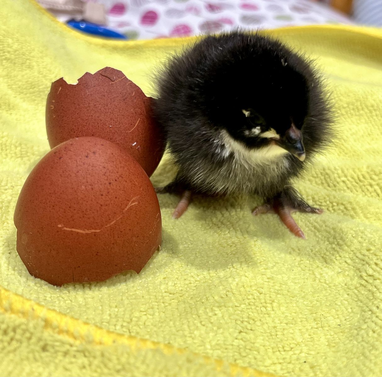 Black Copper Maran CHICKS