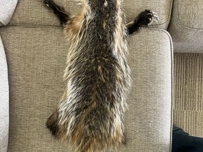 Badger Skin