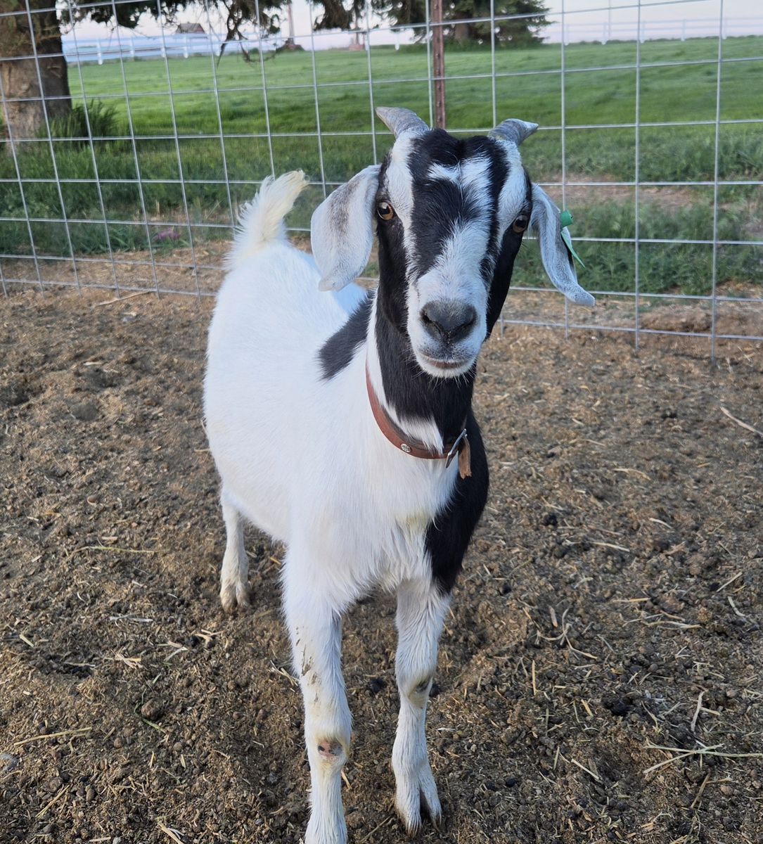 Goats for sale