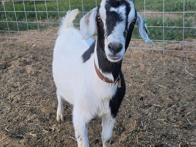 Goats for sale