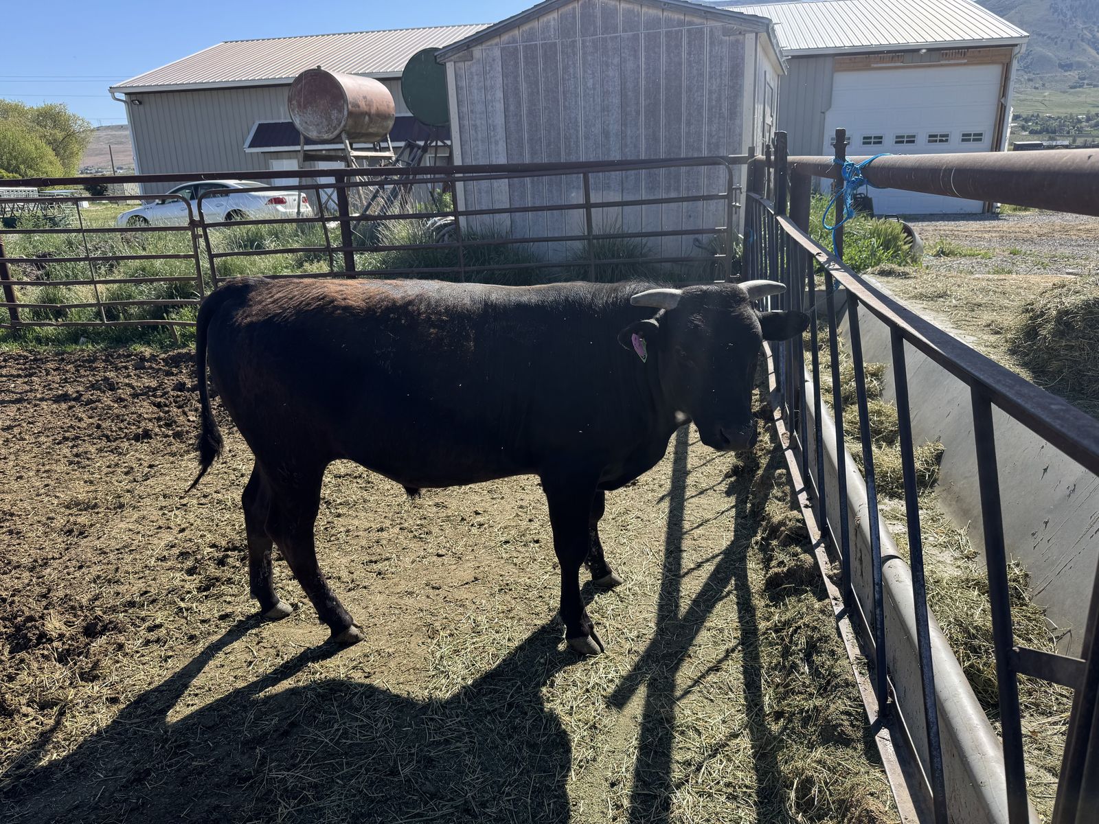 Full Blood Wagyu Bull (Last Bull Available)