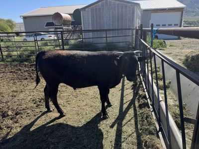 Full Blood Wagyu Bull (Last Bull Available)