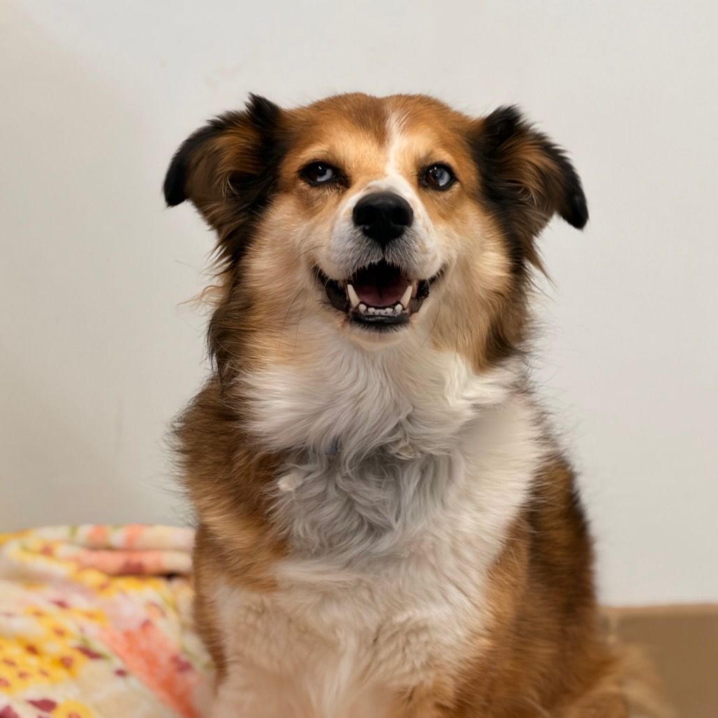 Hello my name is Dooley