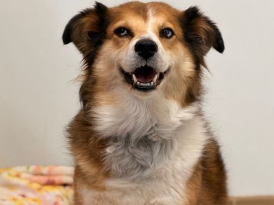 Hello my name is Dooley