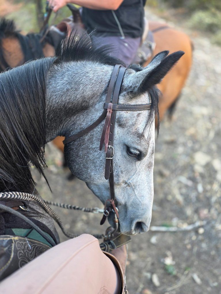 5 Year old Mare, Paint that Ain't