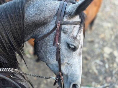 5 Year old Mare, Paint that Ain't