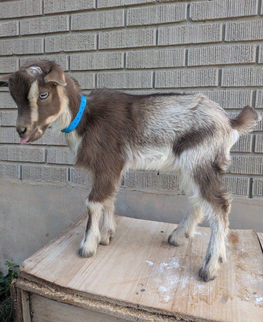 Small bottle baby goat boy