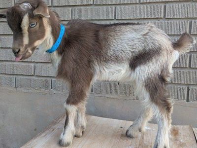Small bottle baby goat boy