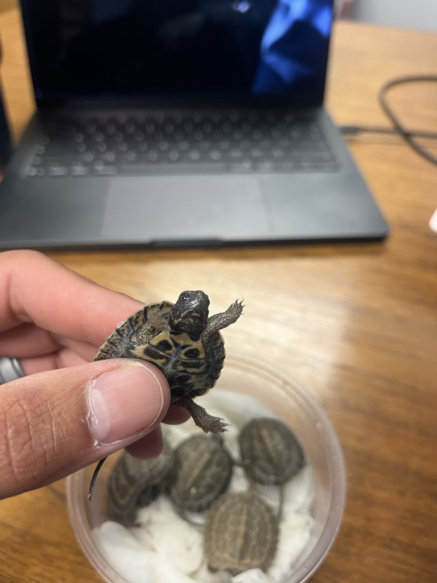 North American Wood Turtle