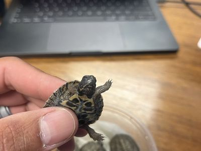 North American Wood Turtle