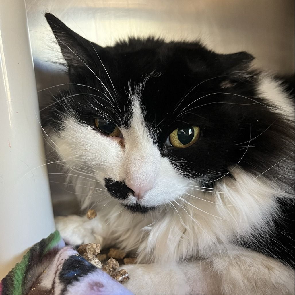 Hello my name is Sir Chunks