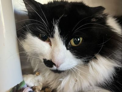 Hello my name is Sir Chunks