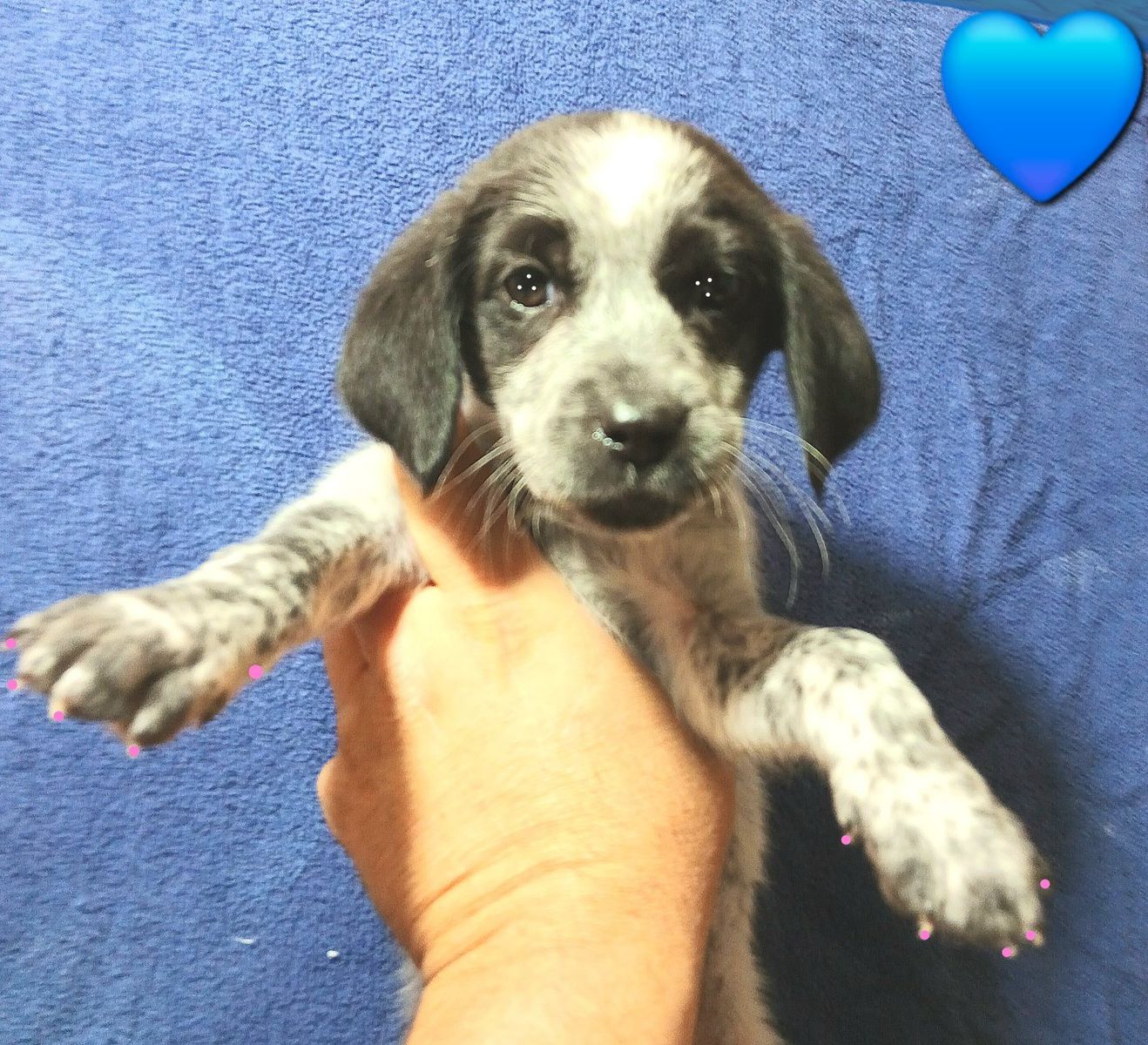 Still Available 10/26. (LAST 3 FEMALES) Cutest TINY Fluffy Blue+Red ...
