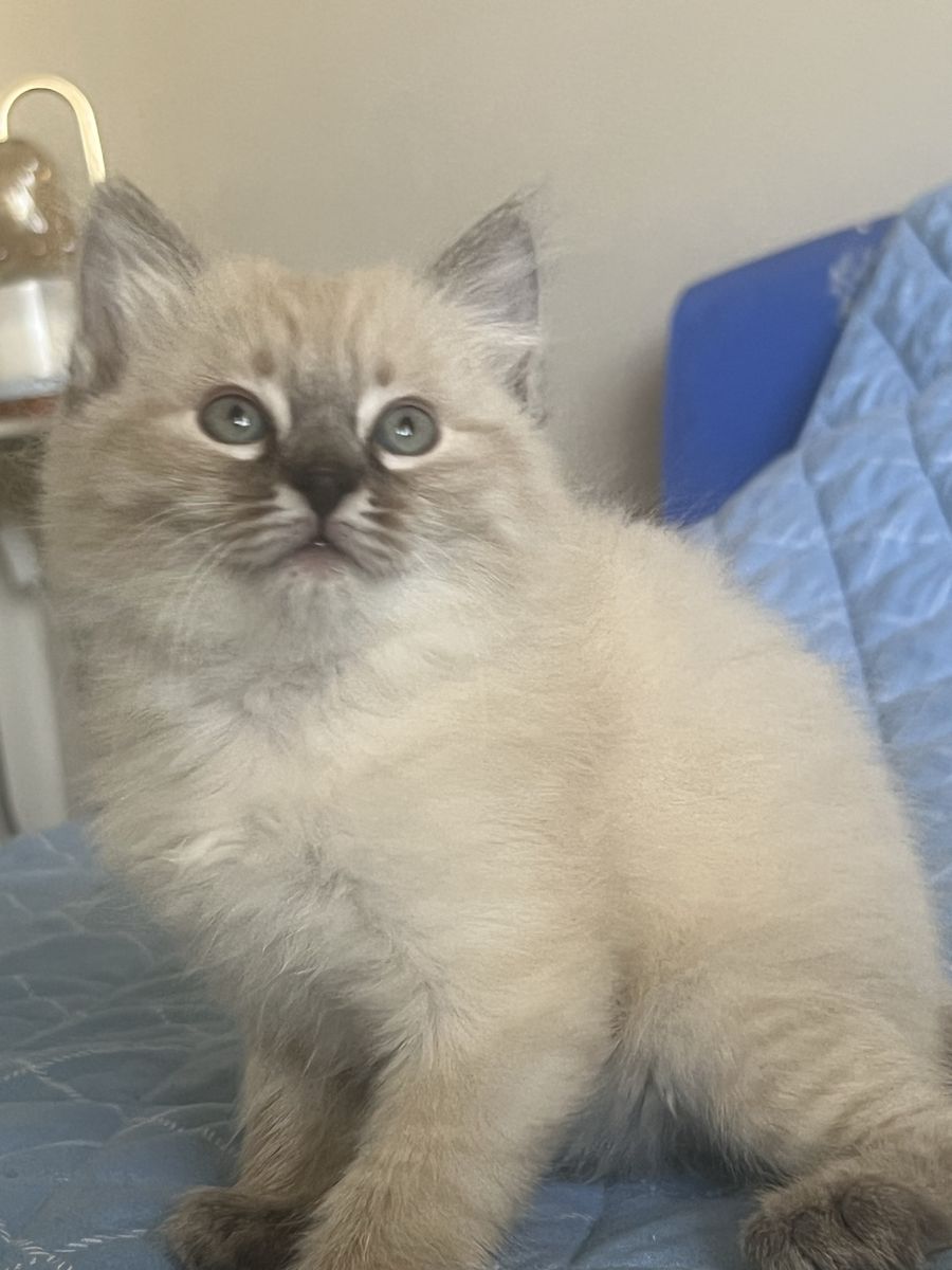 Ragdoll Kittens – Now Accepting Reservations! 🩵