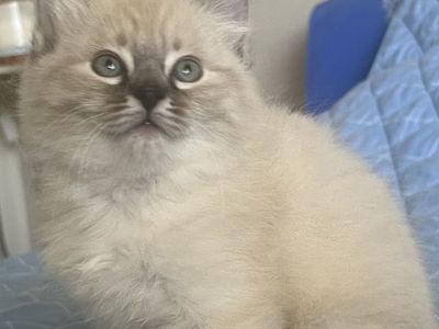 Ragdoll Kittens – Now Accepting Reservations! 🩵