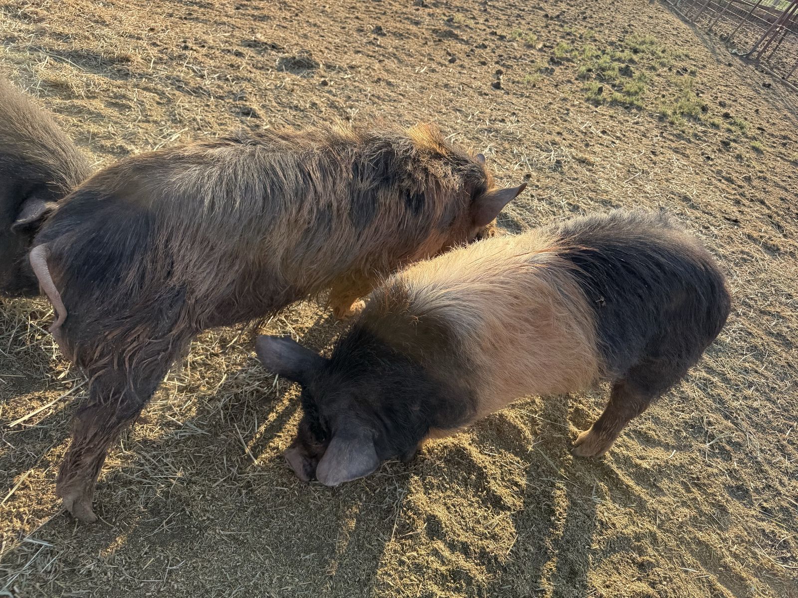 Kune kune boar
