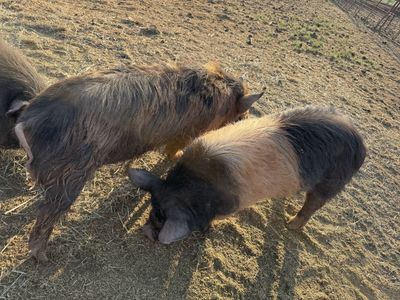 Kune kune boar