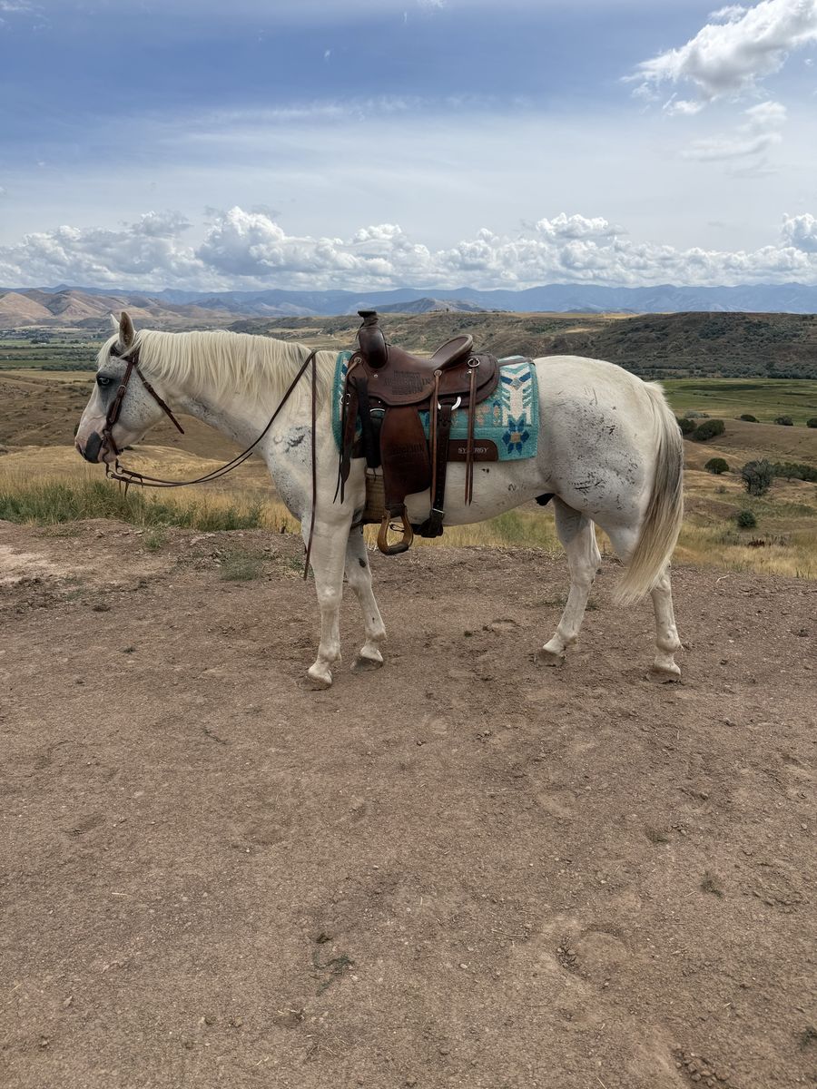 10 Year Old Blue Roan Paint
