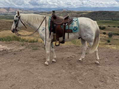 10 Year Old Blue Roan Paint