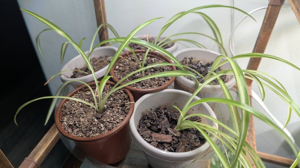 Potted Spider Plants in Small Planters