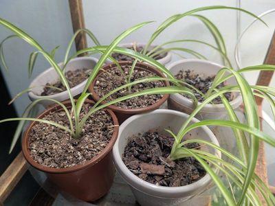Potted Spider Plants in Small Planters