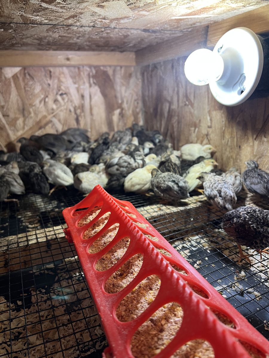 button quails adults