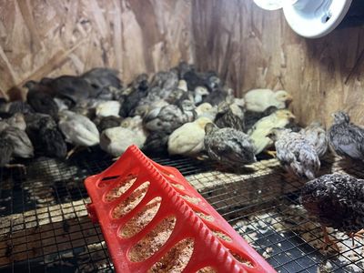 button quails adults
