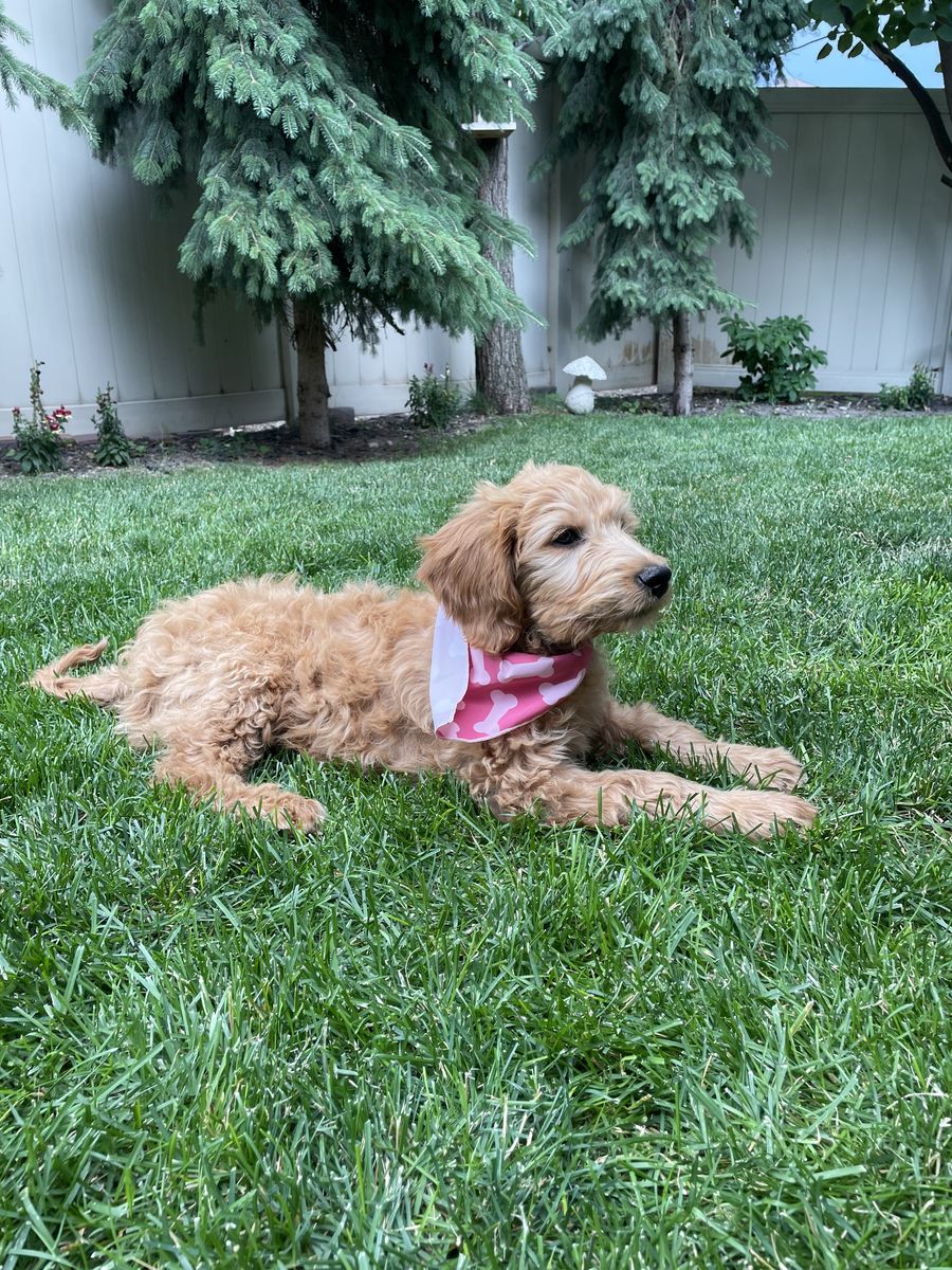 13 week old female golden doodle