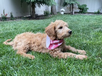 13 week old female golden doodle