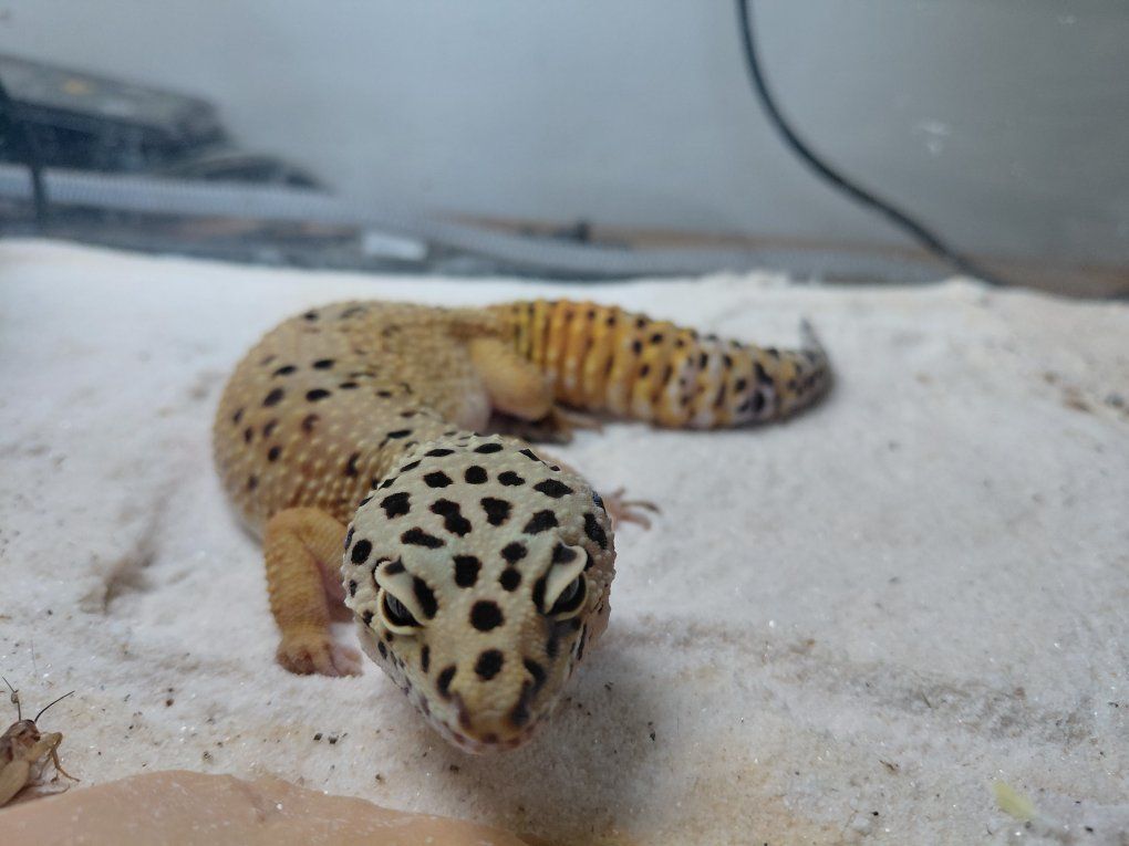 gecko