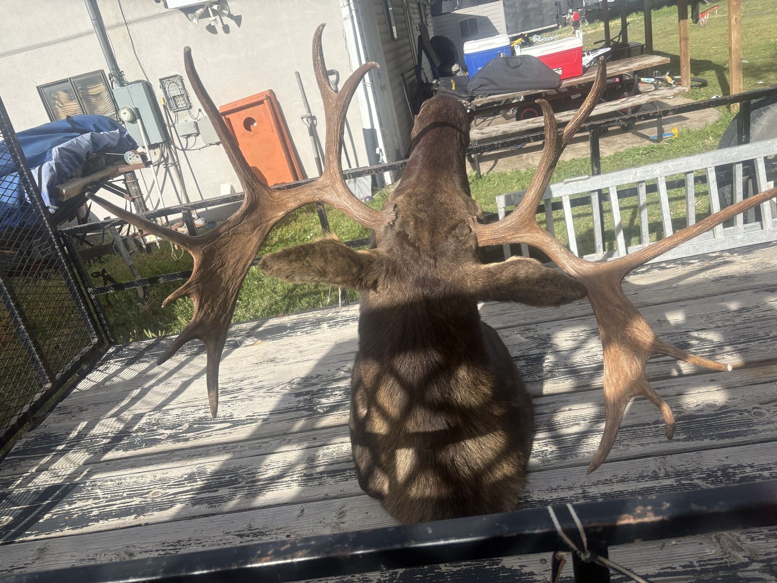 Nice, large moose head