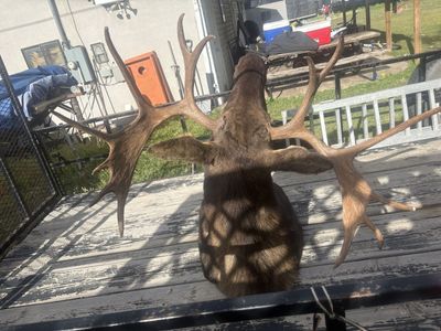 Nice, large moose head