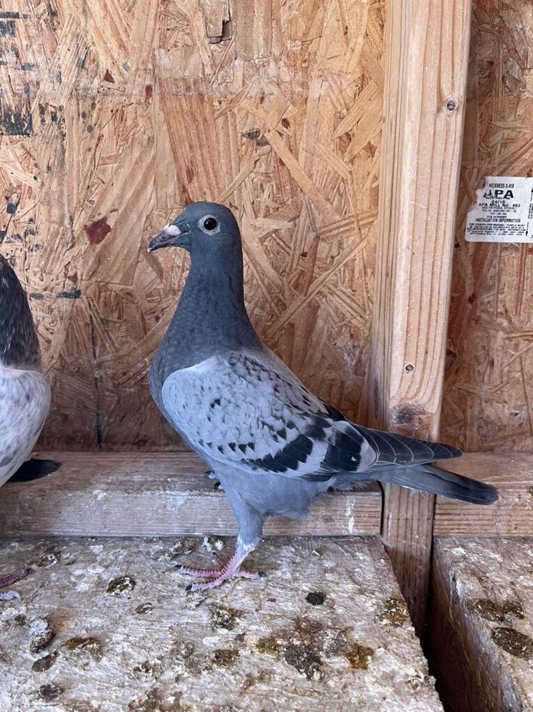 Homing Pigeon Squeakers