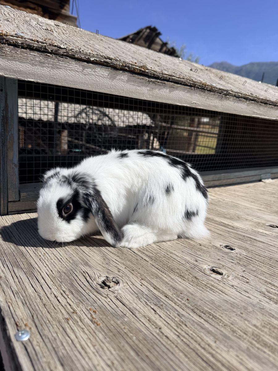 Holland Lop Male