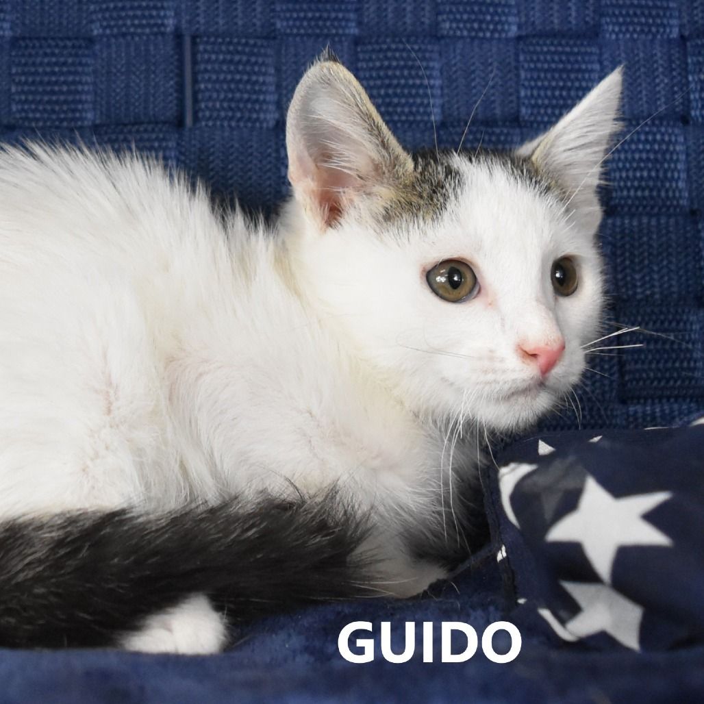 Hello my name is Guido