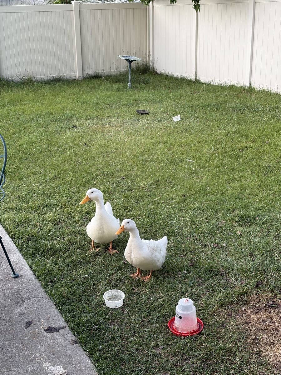 Ducks and chickens chicks
