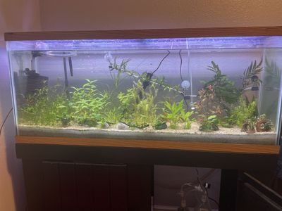 50 gallon aquarium with stand